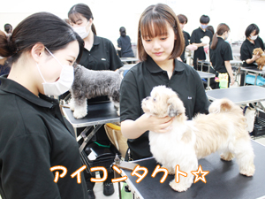 カコトリミングスクールの1年生がモデル犬のステイの練習をしています