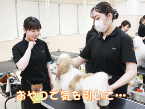 カコトリミングスクールの1年生がモデル犬のステイの練習をしています