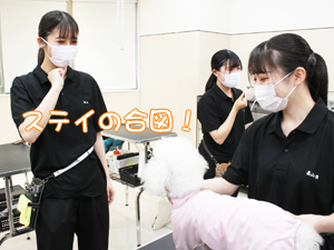カコトリミングスクールの1年生がモデル犬のステイの練習をしています