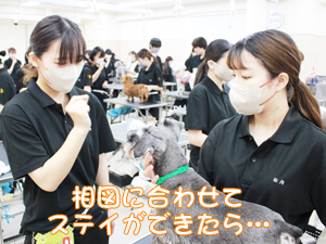 カコトリミングスクールの1年生がモデル犬のステイの練習をしています
