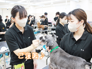 カコトリミングスクールの1年生がモデル犬のステイの練習をしています