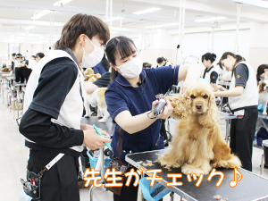 カコトリミングスクールのトリマー科2年生は近隣のお客様の愛犬をご要望通りにトリミングしています