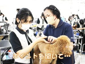 カコトリミングスクールのトリマー科2年生は近隣のお客様の愛犬をご要望通りにトリミングしています