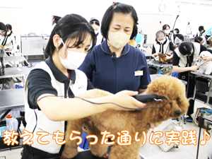 カコトリミングスクールのトリマー科2年生は近隣のお客様の愛犬をご要望通りにトリミングしています