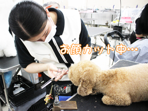 カコトリミングスクールのトリマー科2年生は近隣のお客様の愛犬をご要望通りにトリミングしています