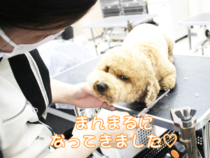 カコトリミングスクールのトリマー科2年生は近隣のお客様の愛犬をご要望通りにトリミングしています