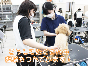 カコトリミングスクールのトリマー科2年生は近隣のお客様の愛犬をご要望通りにトリミングしています