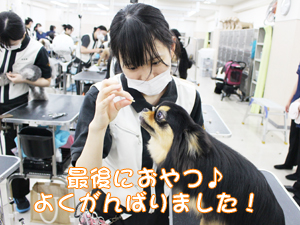 カコトリミングスクールのトリマー科2年生は近隣のお客様の愛犬をご要望通りにトリミングしています
