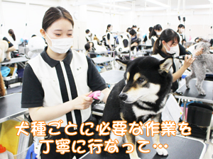 カコトリミングスクールのトリマー科2年生は近隣のお客様の愛犬をご要望通りにトリミングしています