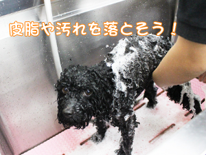 カコトリミングスクールのトリマー科2年生は近隣のお客様の愛犬をご要望通りにトリミングしています