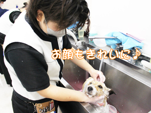 カコトリミングスクールのトリマー科2年生は近隣のお客様の愛犬をご要望通りにトリミングしています