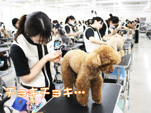 カコトリミングスクールのトリマー科2年生は近隣のお客様の愛犬をご要望通りにトリミングしています