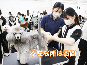 カコトリミングスクールのトリマー科2年生は近隣のお客様の愛犬をご要望通りにトリミングしています