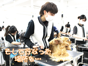 カコトリミングスクールのトリマー科2年生は近隣のお客様の愛犬をご要望通りにトリミングしています